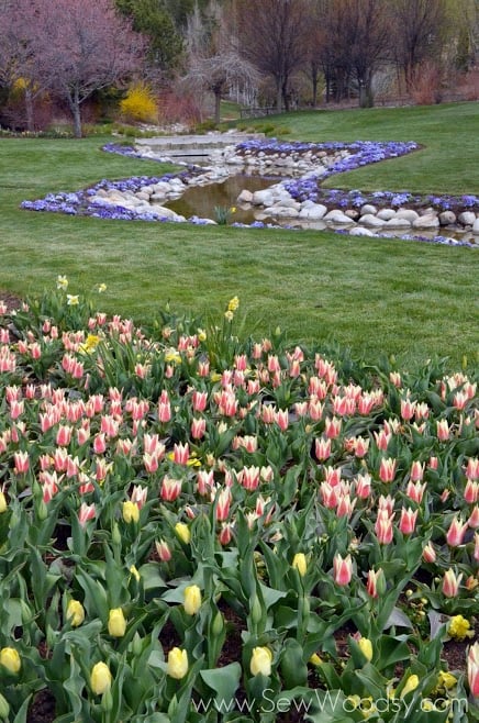 Tulip Festival, Lehi Utah - Thanksgiving Point Gardens via SewWoodsy.com 