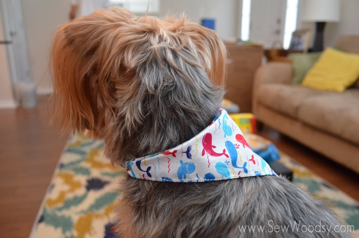 Whale bandana made for the dog!