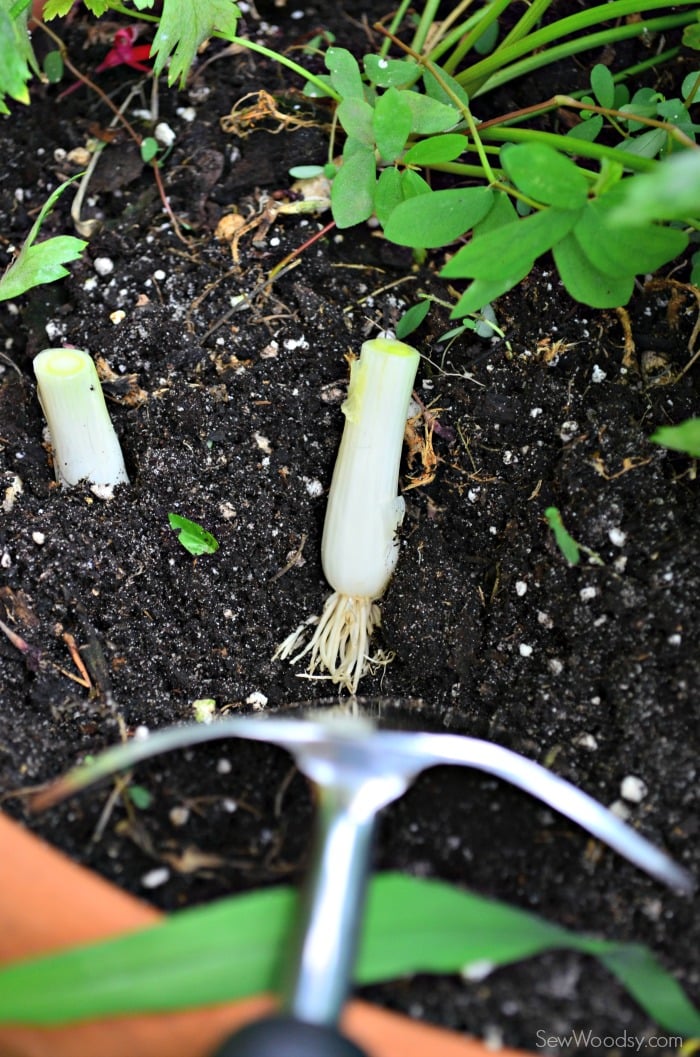 How to Grow Green Onions