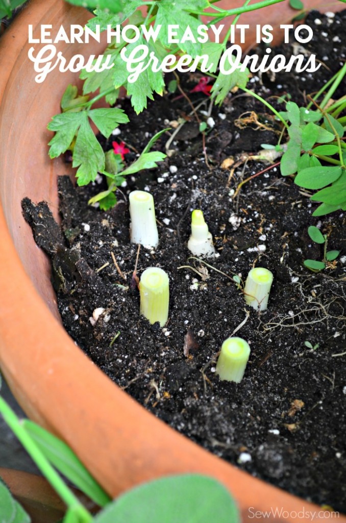 Learn how easy it is to grow green onions