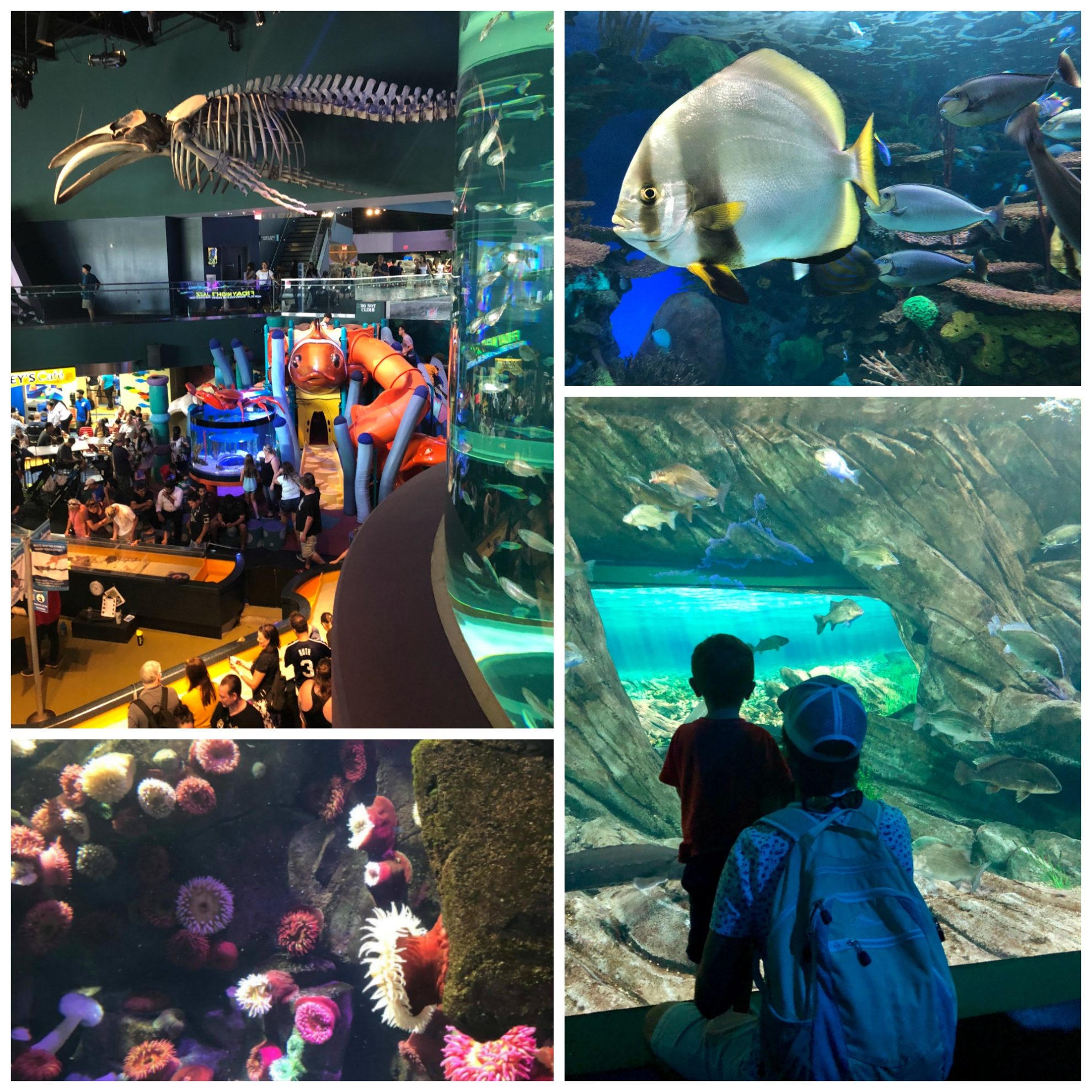 Ripleys Aquarium of Canada Kid's Play Area and Tanks