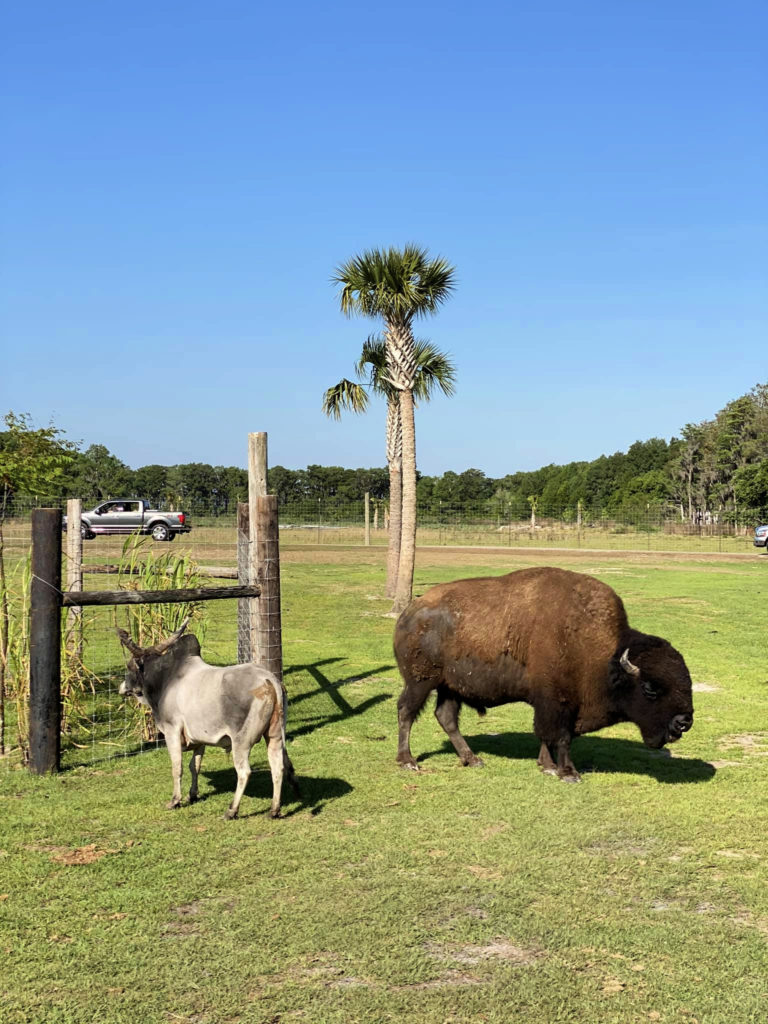 Wild Florida Drive-Thru Safari Park - Sew Woodsy