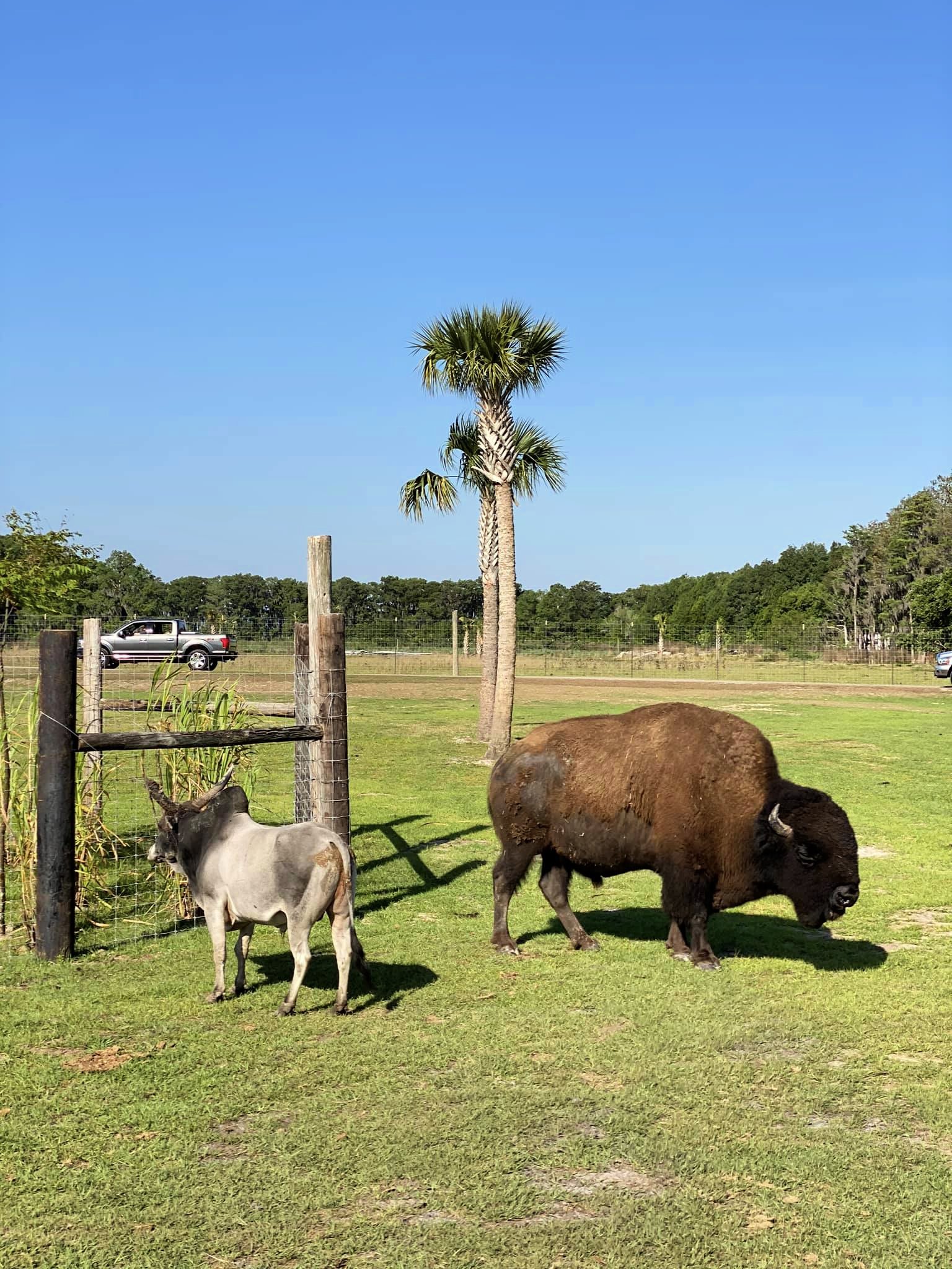 Bison at Wild Florida Drive-Thru Safari Park