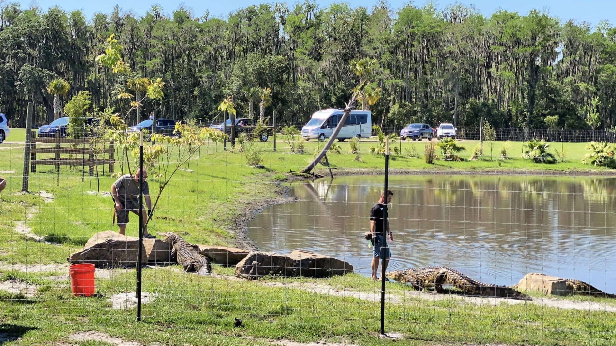 feeding crocodiles at Wild Florida Drive-Thru Safari Park