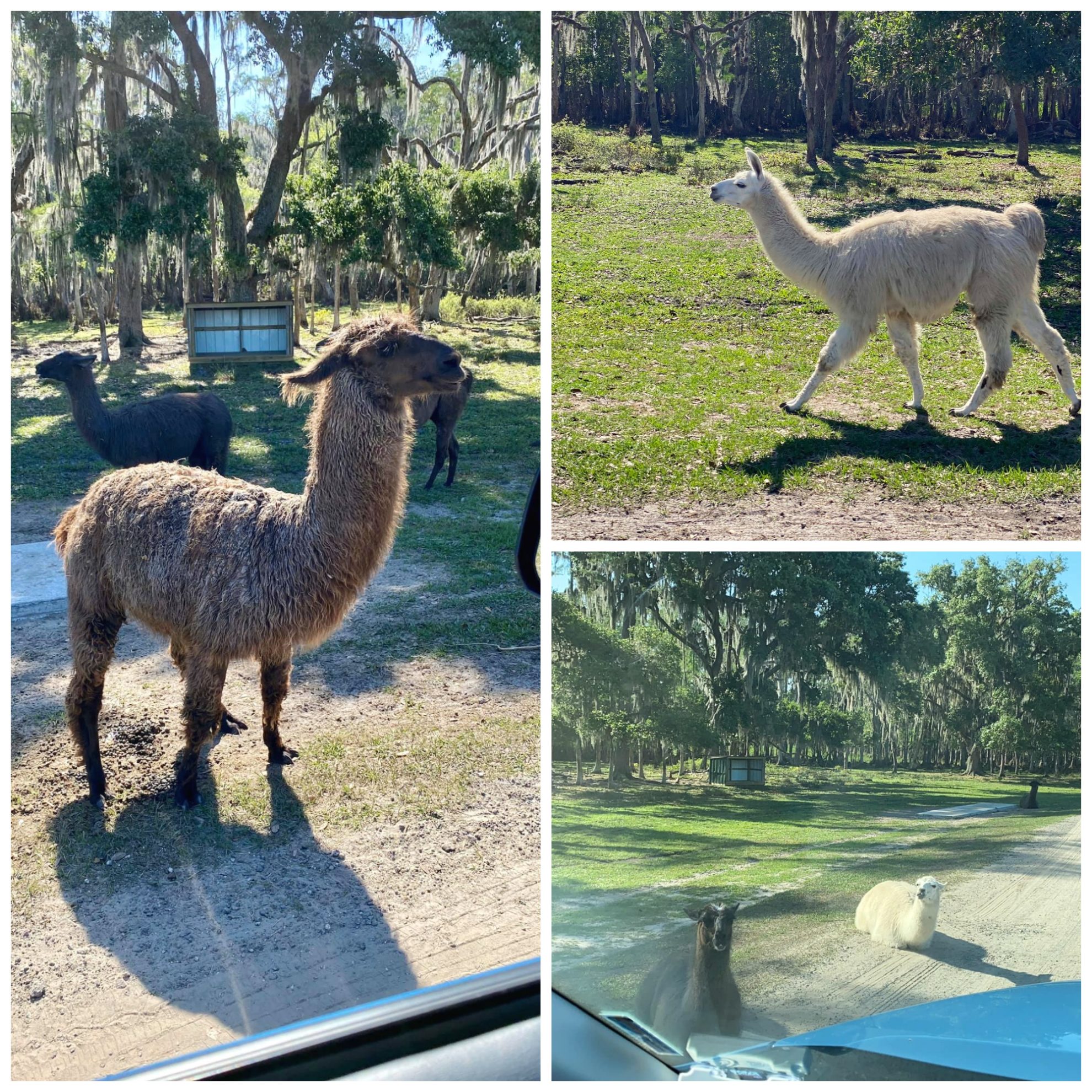 llamas roam free at Wild Florida Drive-Thru Safari Park