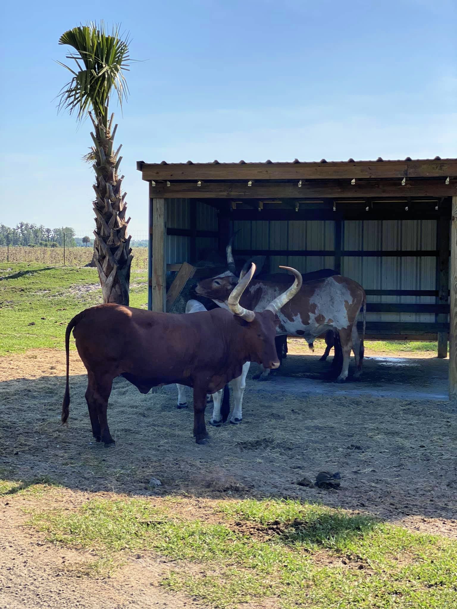 Longhorn and Cracker Cattle at Wild Florida Drive-Thru Safari Park