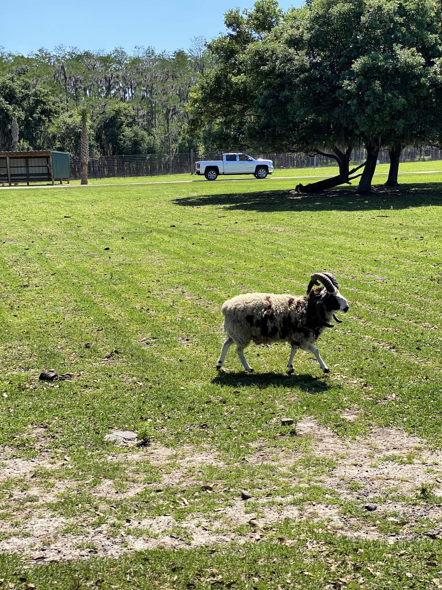 Mouflon Sheet roaming free at Wild Florida Drive-Thru Safari Park