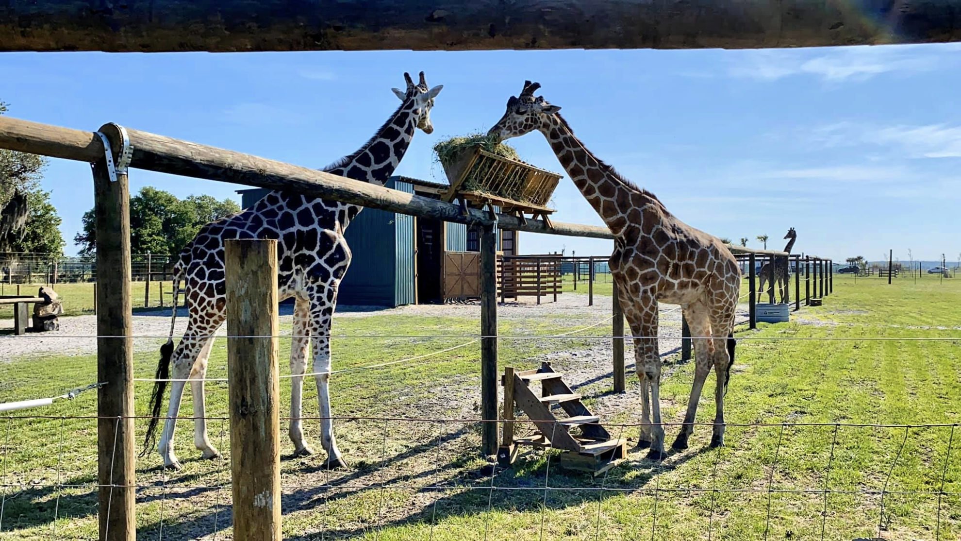 Reticulated Giraffe eating at Wild Florida Drive-Thru Safari Park