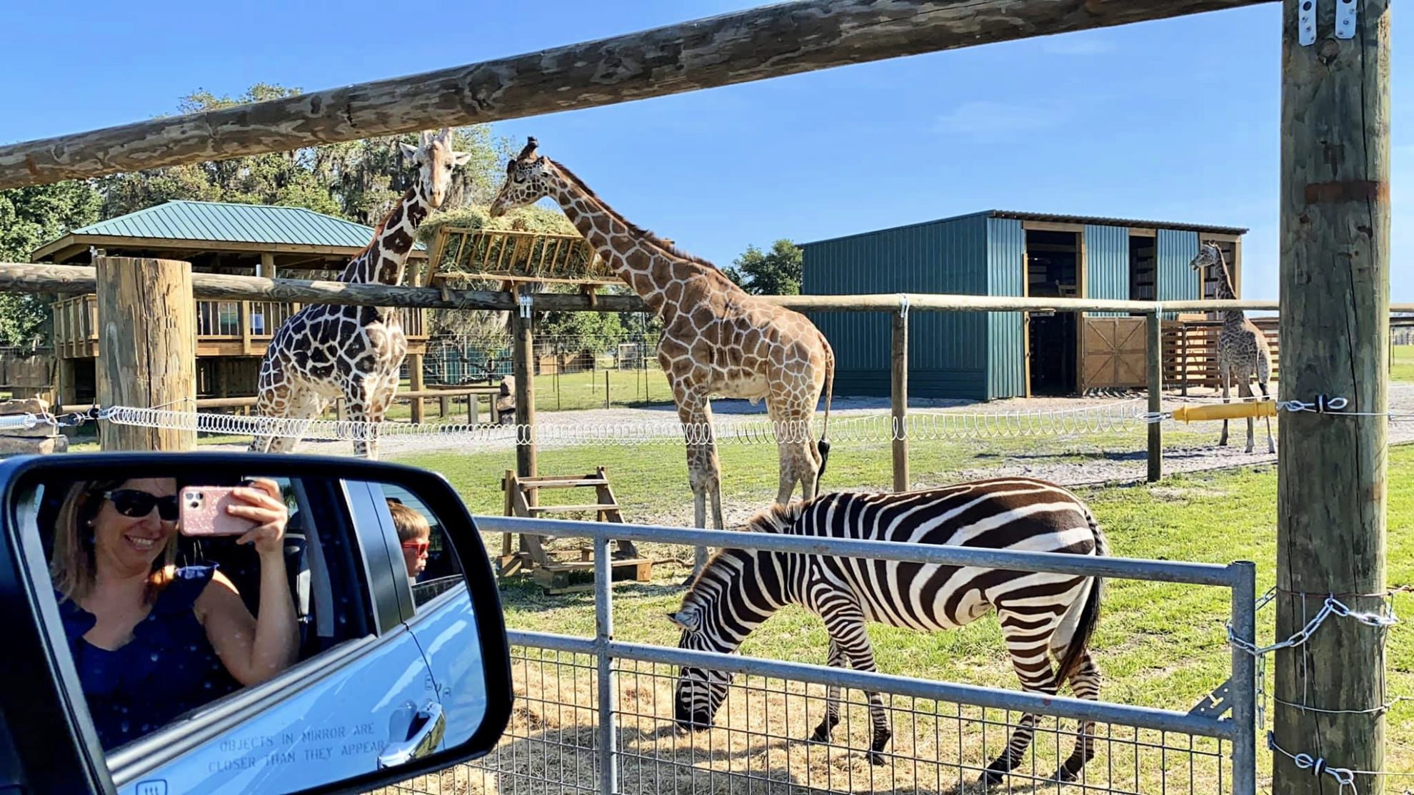 Zebras and Giraffes at Wild Florida Drive-Thru Safari Park