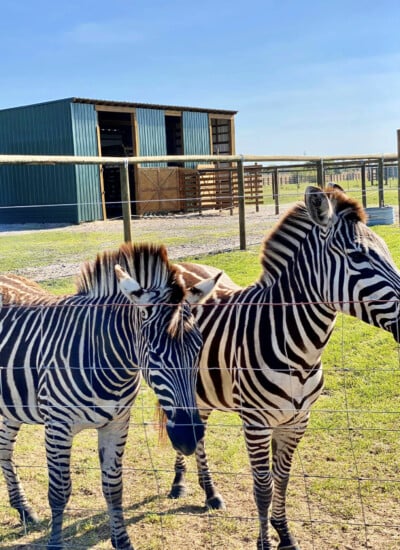 Zebras at Wild Florida Drive-Thru Safari Park