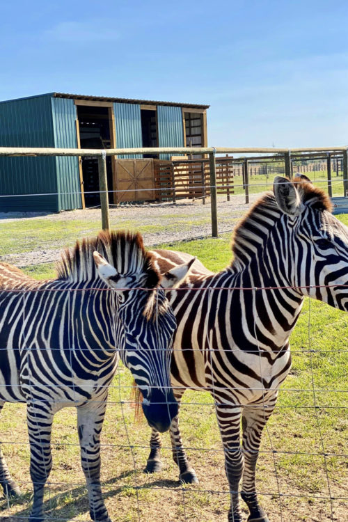 Zebras at Wild Florida Drive-Thru Safari Park