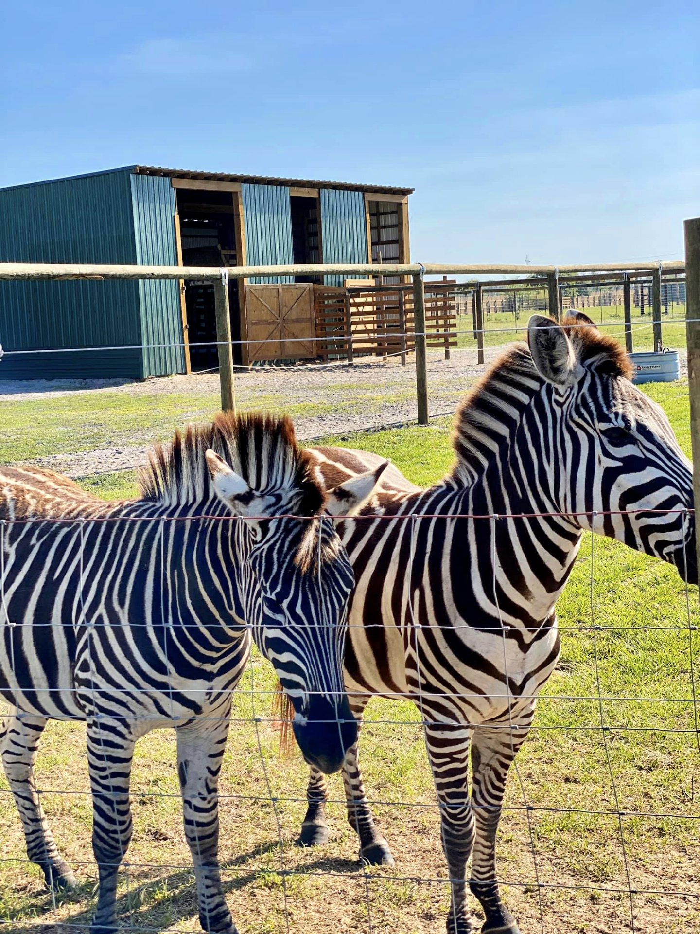 Zebra behind a fence at Wild Florida Drive-Thru Safari Park