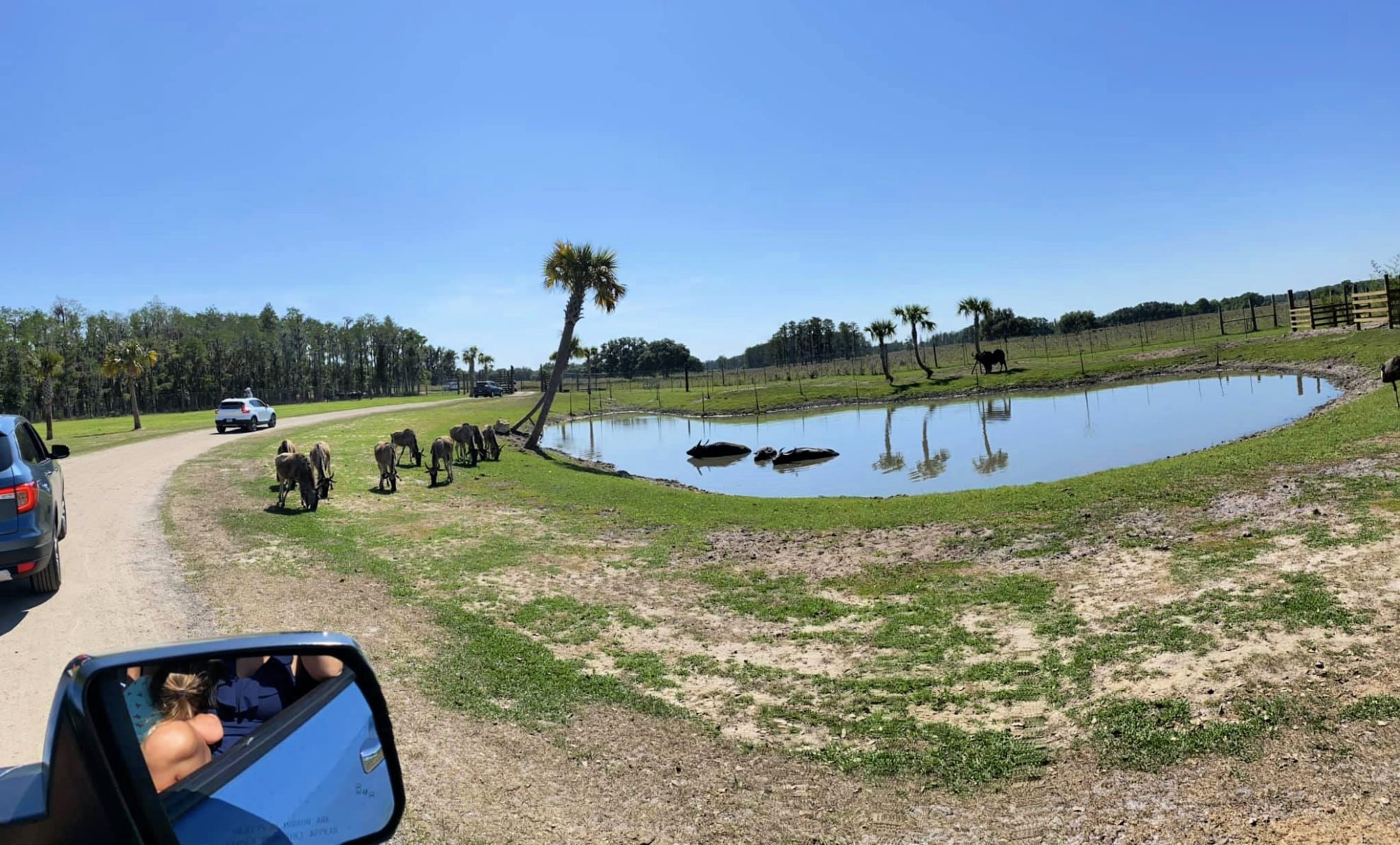 Water Buffalo in the water at Wild Florida Drive-Thru Safari Park