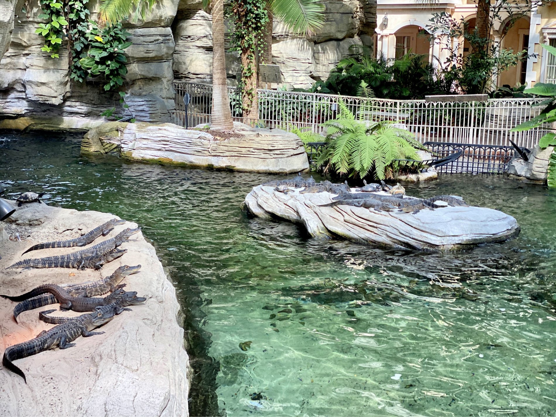 Alligators laying on rocks with turtles swimming in the water inside a hotel.