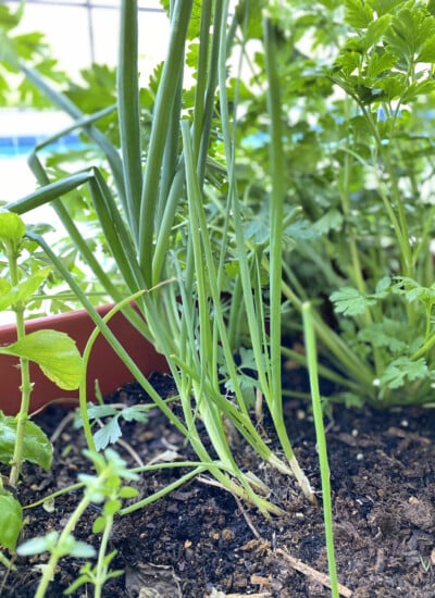 Close up of green onions planted in a garden.