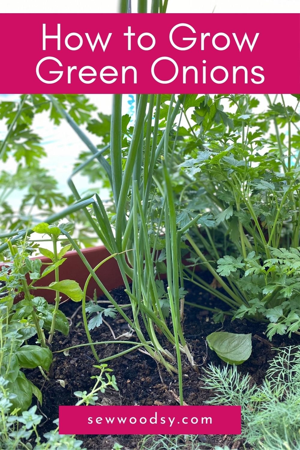 Photo of green onions in a planter with text on image for Pinterest.