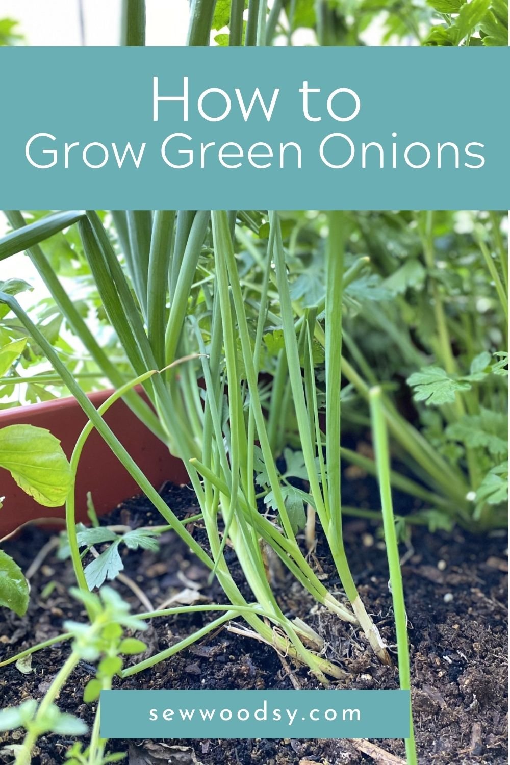 A bundle of green onions growing in dirt in a garden with text on image for Pinterest.